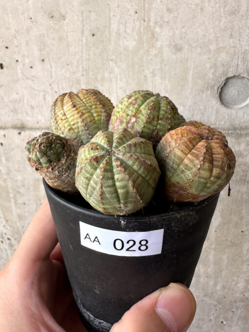 【現品限り】ユーフォルビア・オベサ 多頭【AA28】 Euphorbia obesa【植物】塊根植物 夏型 コーデックス
