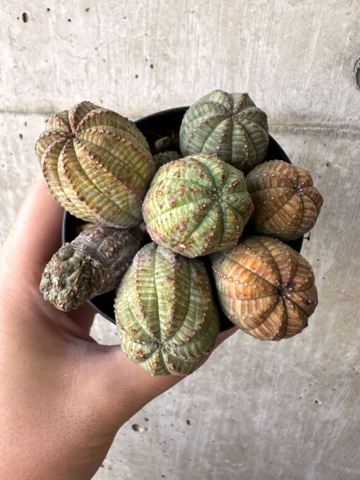 【現品限り】ユーフォルビア・オベサ 多頭【AA28】 Euphorbia obesa【植物】塊根植物 夏型 コーデックス - 画像 (2)