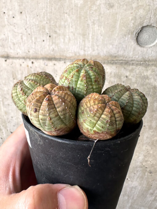 【現品限り】ユーフォルビア・オベサ 多頭【AA28】 Euphorbia obesa【植物】塊根植物 夏型 コーデックス - 画像 (3)