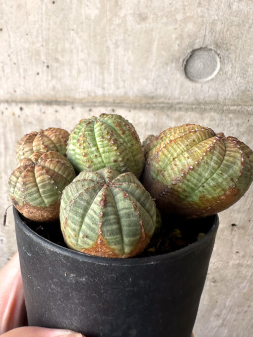 【現品限り】ユーフォルビア・オベサ 多頭【AA28】 Euphorbia obesa【植物】塊根植物 夏型 コーデックス - 画像 (4)