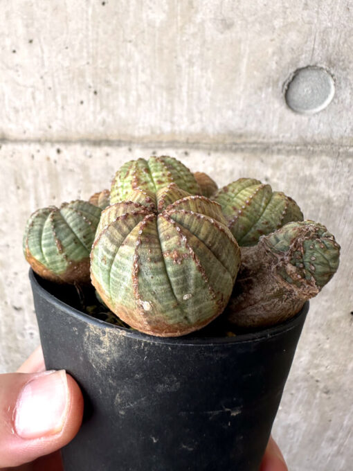 【現品限り】ユーフォルビア・オベサ 多頭【AA28】 Euphorbia obesa【植物】塊根植物 夏型 コーデックス - 画像 (5)