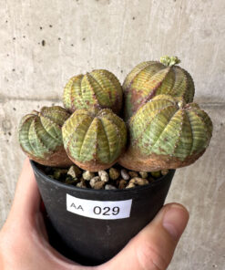 【現品限り】ユーフォルビア・オベサ 多頭【AA29】 Euphorbia obesa【植物】塊根植物 夏型 コーデックス