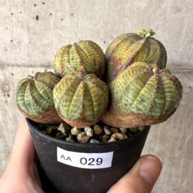 【現品限り】ユーフォルビア・オベサ 多頭【AA29】 Euphorbia obesa【植物】塊根植物 夏型 コーデックス