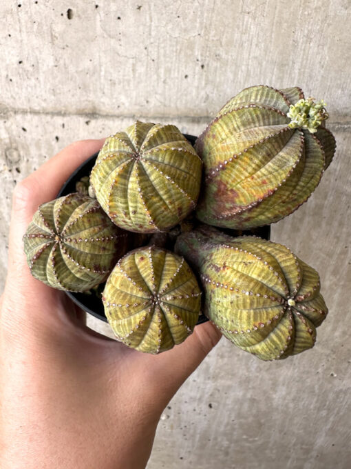 【現品限り】ユーフォルビア・オベサ 多頭【AA29】 Euphorbia obesa【植物】塊根植物 夏型 コーデックス - 画像 (2)