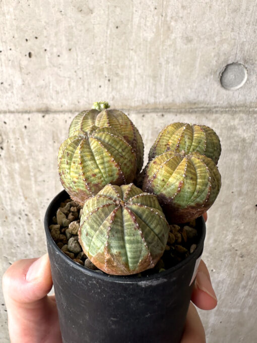 【現品限り】ユーフォルビア・オベサ 多頭【AA29】 Euphorbia obesa【植物】塊根植物 夏型 コーデックス - 画像 (5)