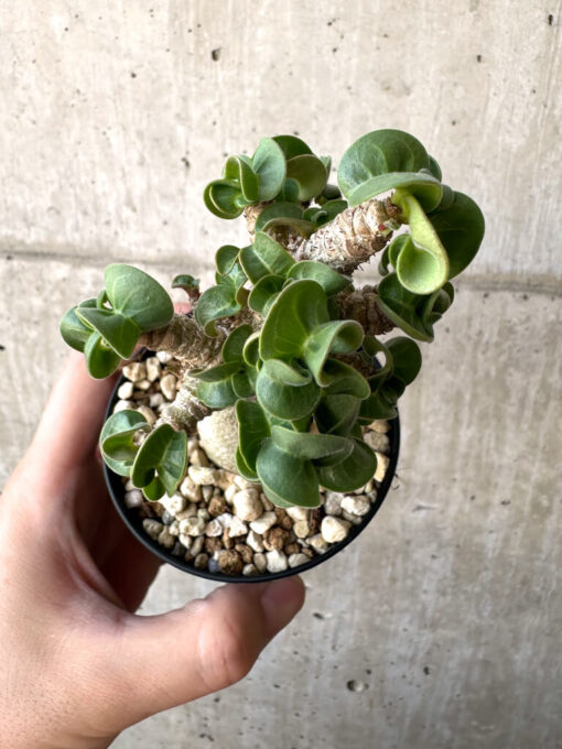 【現品限り】アデニウム・DHA 葉巻【AA2】 Adenium DHA【植物】塊根植物 夏型 コーデックス - 画像 (2)