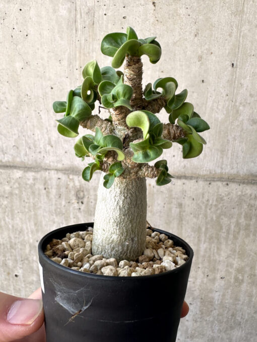 【現品限り】アデニウム・DHA 葉巻【AA2】 Adenium DHA【植物】塊根植物 夏型 コーデックス - 画像 (3)