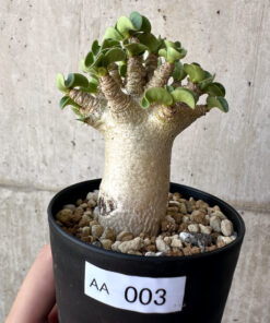 【現品限り】アデニウム・DHA 葉巻【AA3】 Adenium DHA【植物】塊根植物 夏型 コーデックス