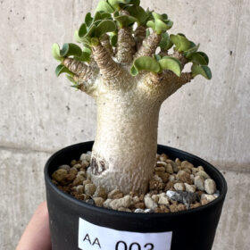 【現品限り】アデニウム・DHA 葉巻【AA3】 Adenium DHA【植物】塊根植物 夏型 コーデックス
