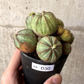【現品限り】ユーフォルビア・オベサ 多頭【AA30】 Euphorbia obesa【植物】塊根植物 夏型 コーデックス