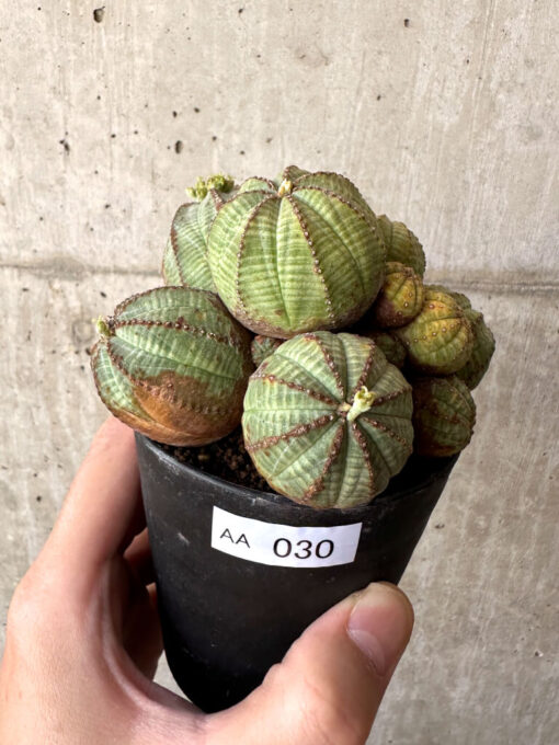 【現品限り】ユーフォルビア・オベサ 多頭【AA30】 Euphorbia obesa【植物】塊根植物 夏型 コーデックス