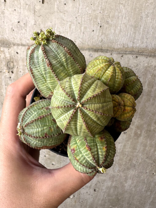 【現品限り】ユーフォルビア・オベサ 多頭【AA30】 Euphorbia obesa【植物】塊根植物 夏型 コーデックス - 画像 (2)