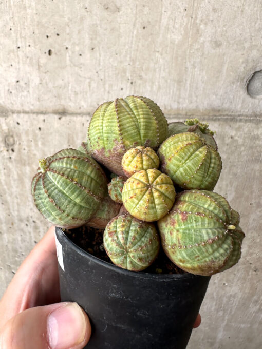 【現品限り】ユーフォルビア・オベサ 多頭【AA30】 Euphorbia obesa【植物】塊根植物 夏型 コーデックス - 画像 (3)