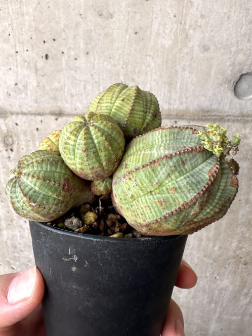 【現品限り】ユーフォルビア・オベサ 多頭【AA30】 Euphorbia obesa【植物】塊根植物 夏型 コーデックス - 画像 (4)