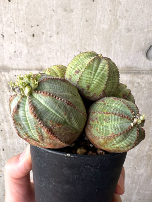 【現品限り】ユーフォルビア・オベサ 多頭【AA30】 Euphorbia obesa【植物】塊根植物 夏型 コーデックス - 画像 (5)