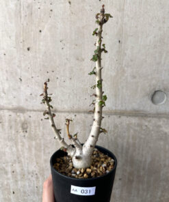 【現品限り】ボスウェリア・ナナ 大株【AA31】 Boswellia nana【植物】塊根植物 夏型 コーデックス