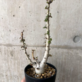 【現品限り】ボスウェリア・ナナ 大株【AA31】 Boswellia nana【植物】塊根植物 夏型 コーデックス