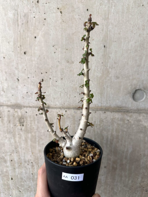 【現品限り】ボスウェリア・ナナ 大株【AA31】 Boswellia nana【植物】塊根植物 夏型 コーデックス