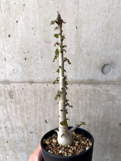 【現品限り】ボスウェリア・ナナ 大株【AA31】 Boswellia nana【植物】塊根植物 夏型 コーデックス - 画像 (3)