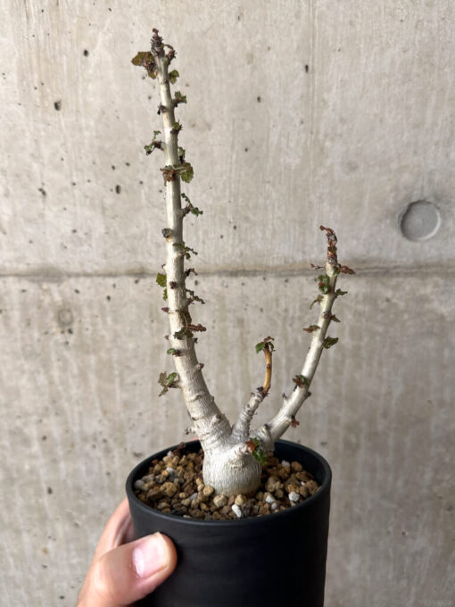 【現品限り】ボスウェリア・ナナ 大株【AA31】 Boswellia nana【植物】塊根植物 夏型 コーデックス - 画像 (4)