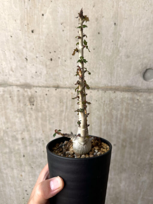 【現品限り】ボスウェリア・ナナ 大株【AA31】 Boswellia nana【植物】塊根植物 夏型 コーデックス - 画像 (5)