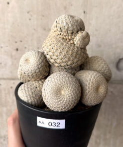 【現品限り】ユーフォルビア・フィリプシオイデス 短い台付き【AA32】 Euphorbia piscidermis【植物】塊根植物 夏型 コーデックス