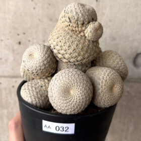 【現品限り】ユーフォルビア・フィリプシオイデス 短い台付き【AA32】 Euphorbia piscidermis【植物】塊根植物 夏型 コーデックス