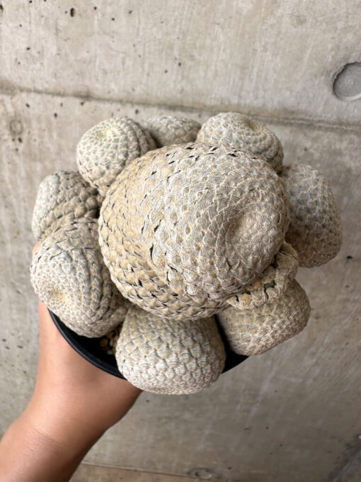 【現品限り】ユーフォルビア・フィリプシオイデス 短い台付き【AA32】 Euphorbia piscidermis【植物】塊根植物 夏型 コーデックス - 画像 (2)