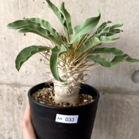 【現品限り】パキポディウム・ナマクアナム 光堂 大株【AA33】 Pachypodium namaquanum【植物】塊根植物 夏型 コーデックス