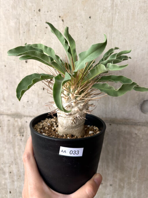 【現品限り】パキポディウム・ナマクアナム 光堂 大株【AA33】 Pachypodium namaquanum【植物】塊根植物 夏型 コーデックス