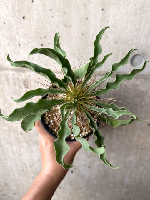 【現品限り】パキポディウム・ナマクアナム 光堂 大株【AA33】 Pachypodium namaquanum【植物】塊根植物 夏型 コーデックス - 画像 (2)