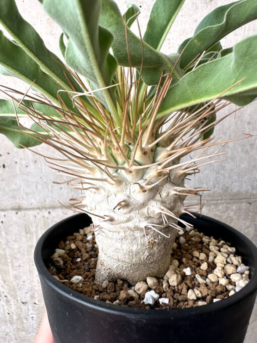 【現品限り】パキポディウム・ナマクアナム 光堂 大株【AA33】 Pachypodium namaquanum【植物】塊根植物 夏型 コーデックス - 画像 (4)