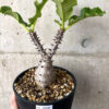 【現品限り】パキポディウム・ウィンゾリー 実生 大株【AA34】 Pachypodium windsorii【植物】塊根植物 夏型 コーデックス
