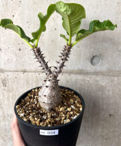 【現品限り】パキポディウム・ウィンゾリー 実生 大株【AA34】 Pachypodium windsorii【植物】塊根植物 夏型 コーデックス