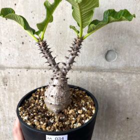 【現品限り】パキポディウム・ウィンゾリー 実生 大株【AA34】 Pachypodium windsorii【植物】塊根植物 夏型 コーデックス