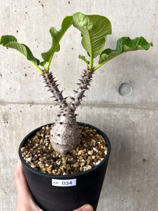 【現品限り】パキポディウム・ウィンゾリー 実生 大株【AA34】 Pachypodium windsorii【植物】塊根植物 夏型 コーデックス