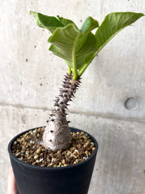 【現品限り】パキポディウム・ウィンゾリー 実生 大株【AA34】 Pachypodium windsorii【植物】塊根植物 夏型 コーデックス - 画像 (3)