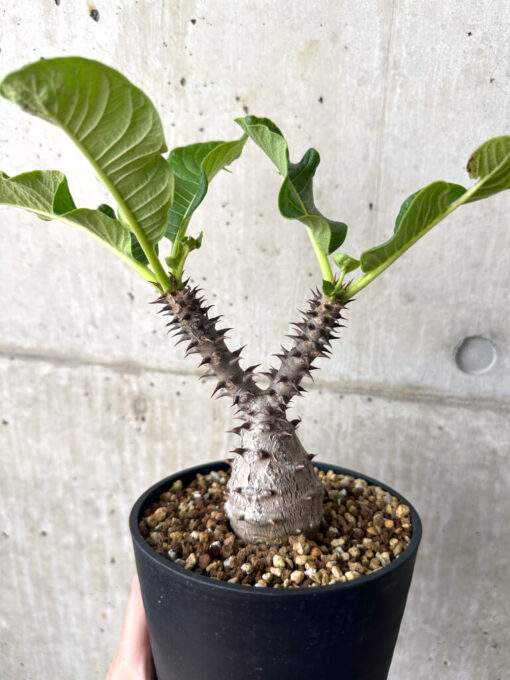 【現品限り】パキポディウム・ウィンゾリー 実生 大株【AA34】 Pachypodium windsorii【植物】塊根植物 夏型 コーデックス - 画像 (4)