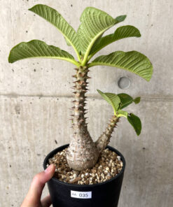 【現品限り】パキポディウム・ウィンゾリー 実生 大株【AA35】 Pachypodium windsorii【植物】塊根植物 夏型 コーデックス