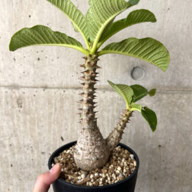 【現品限り】パキポディウム・ウィンゾリー 実生 大株【AA35】 Pachypodium windsorii【植物】塊根植物 夏型 コーデックス
