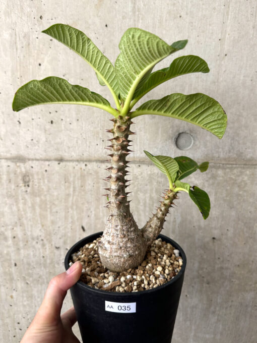 【現品限り】パキポディウム・ウィンゾリー 実生 大株【AA35】 Pachypodium windsorii【植物】塊根植物 夏型 コーデックス
