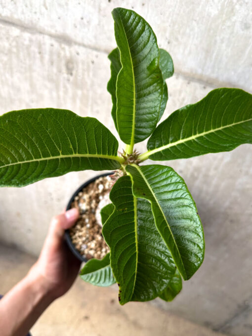【現品限り】パキポディウム・ウィンゾリー 実生 大株【AA35】 Pachypodium windsorii【植物】塊根植物 夏型 コーデックス - 画像 (2)