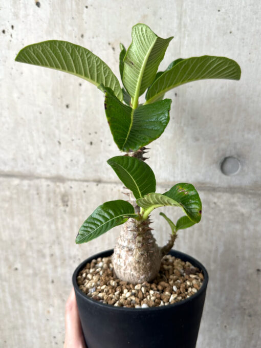 【現品限り】パキポディウム・ウィンゾリー 実生 大株【AA35】 Pachypodium windsorii【植物】塊根植物 夏型 コーデックス - 画像 (3)