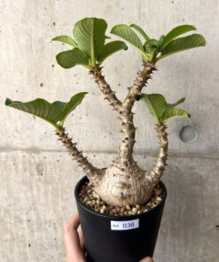 【現品限り】パキポディウム・ウィンゾリー 実生 大株コレクション【AA36】 Pachypodium windsorii【植物】塊根植物 夏型 コーデックス