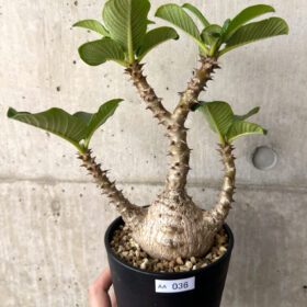 【現品限り】パキポディウム・ウィンゾリー 実生 大株コレクション【AA36】 Pachypodium windsorii【植物】塊根植物 夏型 コーデックス