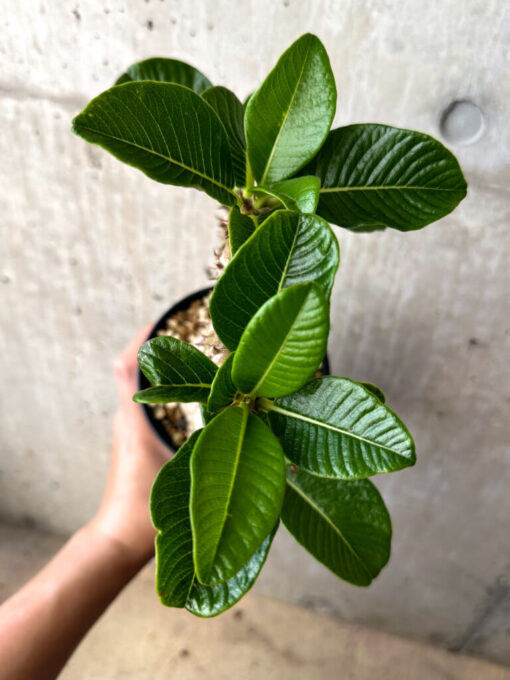 【現品限り】パキポディウム・ウィンゾリー 実生 大株コレクション【AA36】 Pachypodium windsorii【植物】塊根植物 夏型 コーデックス - 画像 (2)