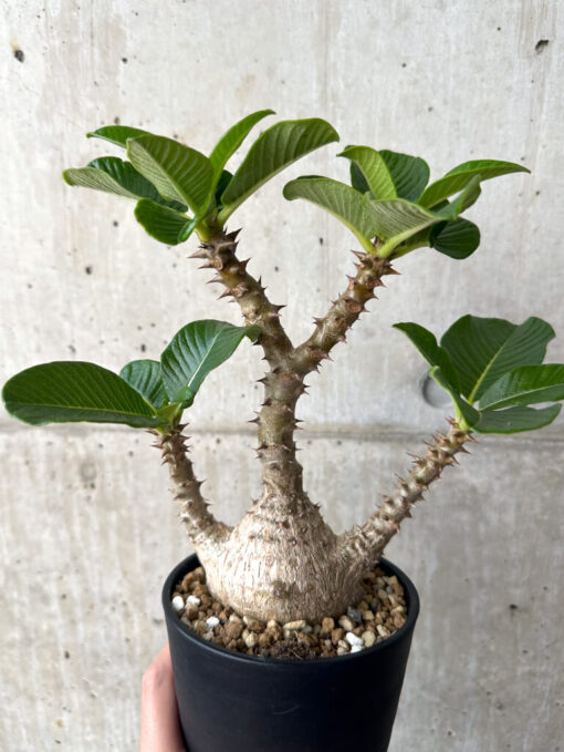 【現品限り】パキポディウム・ウィンゾリー 実生 大株コレクション【AA36】 Pachypodium windsorii【植物】塊根植物 夏型 コーデックス - 画像 (4)