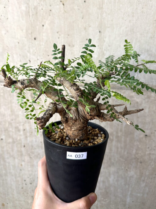 【現品限り】ボスウェリア・ネグレクタ 現地株 発根済み 2ヶ月管理【AA37】 Boswellia neglecta【植物】塊根植物 夏型 コーデックス