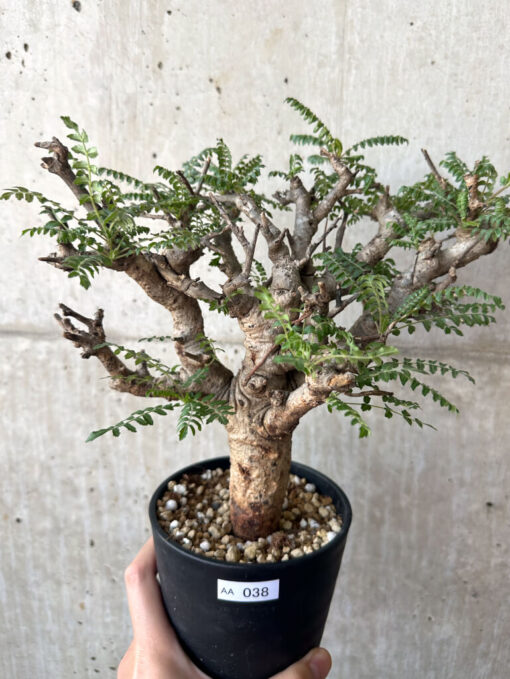 【現品限り】ボスウェリア・ネグレクタ 現地株 発根済み 2ヶ月管理【AA38】 Boswellia neglecta【植物】塊根植物 夏型 コーデックス