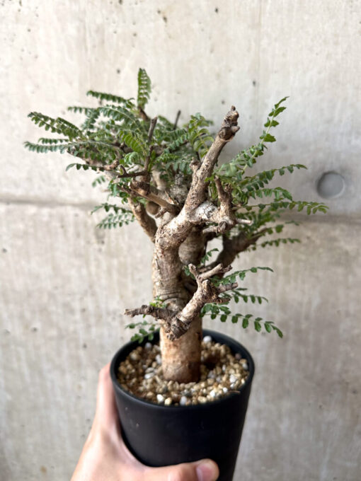 【現品限り】ボスウェリア・ネグレクタ 現地株 発根済み 2ヶ月管理【AA38】 Boswellia neglecta【植物】塊根植物 夏型 コーデックス - 画像 (5)